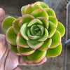 Echeveria agavoides 'Catherina' (has mark)