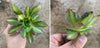 Aeonium 'Lemon-Lime' (aka. A. Starburst)(has mark)