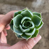 Echeveria simulans 'Laguna Sanchez'