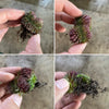 Sempervivum 'Centennial' CREST (XS)