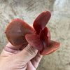 Echeveria 'Fireball' (1 x CUTTING)