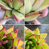 Echeveria agavoides 'Lipstick'