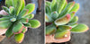 Echeveria pulvinata 'Ruby Blush'