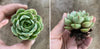 Echeveria 'Ben Badis'