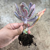Echeveria 'Jocelyn's Joy'