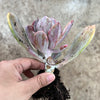 Echeveria 'Jocelyn's Joy'