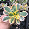 Aeonium arboreum 'Sunburst' (w/pup)