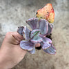 Echeveria 'Jocelyn's Joy'