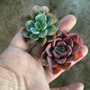 Echeveria 'Raindrops' (1 x CUTTING)(NO DROPS)