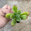 Echeveria pulvinata 'Ruby Blush'