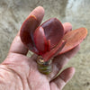 Echeveria 'Fireball' (1 x CUTTING)
