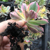 Aeonium arboreum 'Sunburst' (w/pup)