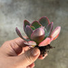 Echeveria 'Blue Curls'