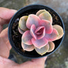 Echeveria Rainbow West