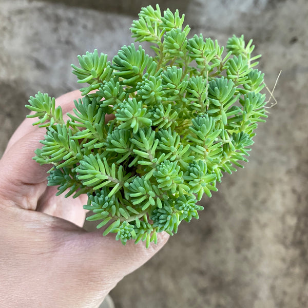 blue carpet succulent Sedum hispanicum 'Blue carpet' – LET LOVE GROW (Succulent & Cactus)
