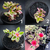 Aptenia cordifolia variegata (1x CUTTING)
