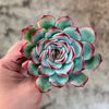 Echeveria poldensis 'Kevin'