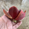 Echeveria 'Fireball' (1 x CUTTING)