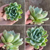 Echeveria 'Elegans' (Mexican Snowball)