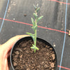 Senecio Peregrinus "Dolphin Necklace"