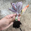 Echeveria 'Jocelyn's Joy'