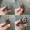 Crassula exilis ssp cooperi