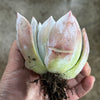 Echeveria colorata 'Mexican Giant'