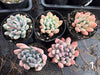 xPachyveria 'Clavifolia'