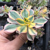 Aeonium arboreum 'Sunburst' (w/pup)