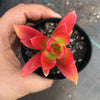 Crassula capitella 'Campfire'