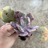 Echeveria 'Jocelyn's Joy'