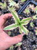 Crassula campfire variegated (has marks)