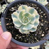 Echeveria Compton Carousel