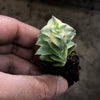Crassula perforata 'Southern Cross' (white variegate)(2 x CUTTING)