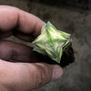 Crassula perforata 'Southern Cross' (white variegate)(2 x CUTTING)