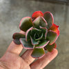Echeveria 'Blue Curls'
