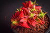 Crassula corymbulosa 'Red Pagoda' (XS)