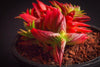 Crassula corymbulosa 'Red Pagoda' (XS)