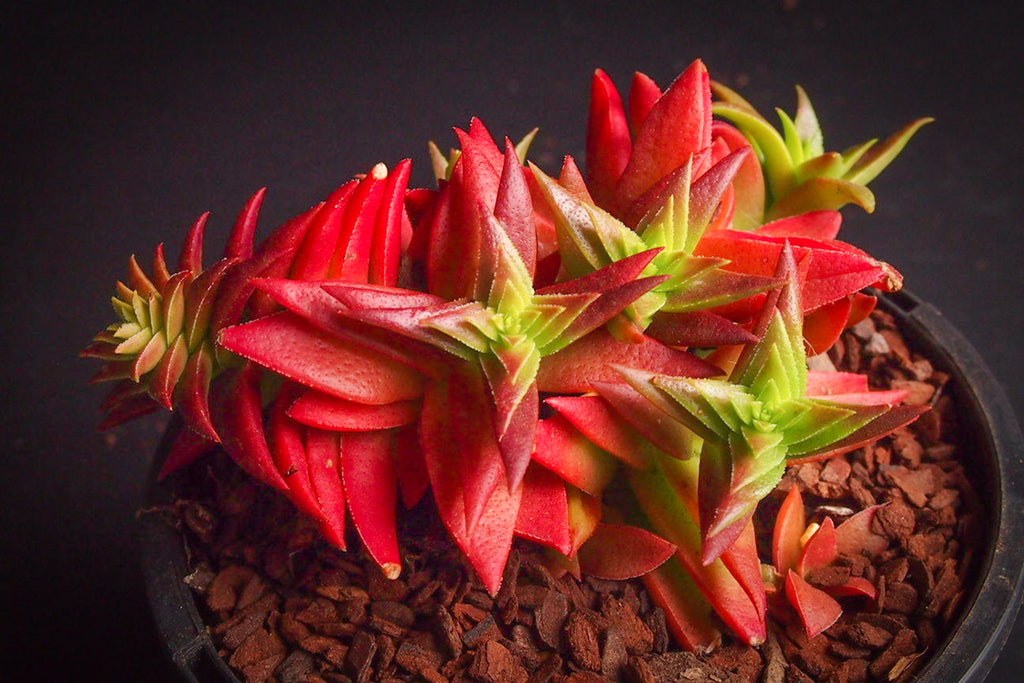 Crassula corymbulosa 'Red Pagoda' (LARGE)(D28)
