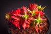 Crassula corymbulosa 'Red Pagoda' (LARGE)(D28)