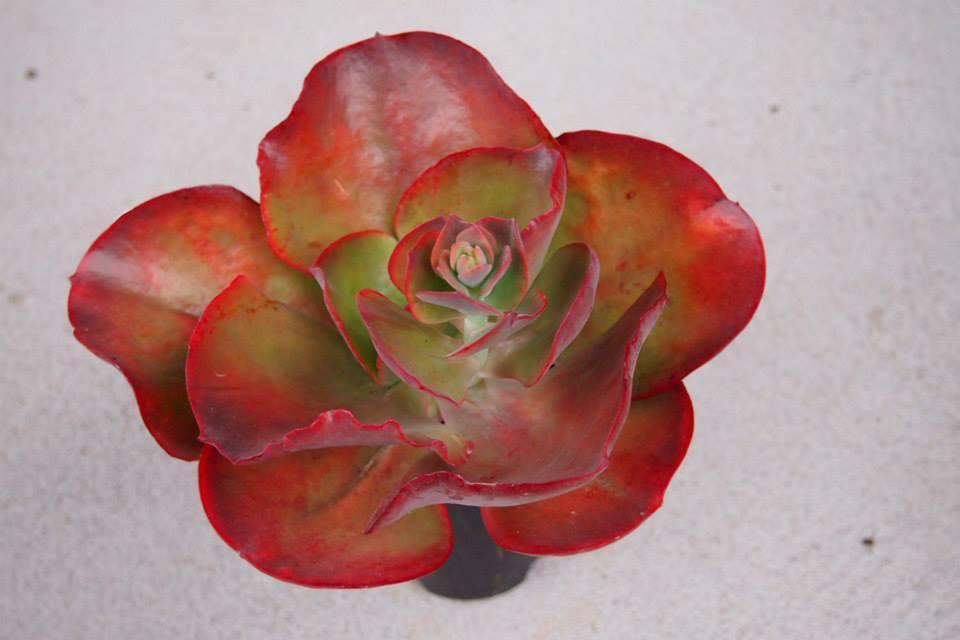 Echeveria 'Big Red'