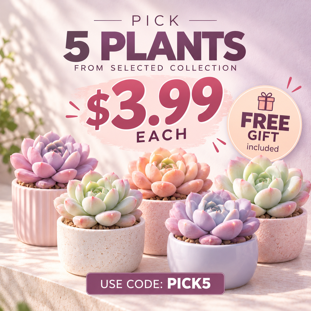 Selected Plants (Promo code : PICK5)