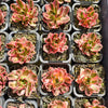 Aeonium 'Green Tea'