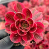 Aeonium 'Pink Witch'
