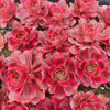 Aeonium 'Pink Witch'