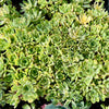 [PACK of 10 PLANTS] Aeonium castello-paivae f. variegata 'Suncup' (w/pup)(CLEARANCE)