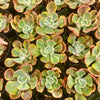 [PACK of 10 PLANTS] x Echeveria Sunset Peony Variegated