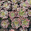 Aeonium arboreum 'Sunburst'