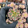 Aeonium arboreum 'Sunburst'