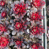 Aeonium 'Medusa'